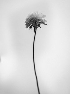 花の中で 44、2021（白黒写真） 作： Teis Albers