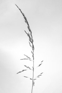花の中で45、2021（白黒写真） 作： Teis Albers