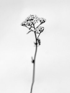 花の中で 47, 2021 (白黒写真) 作： Teis Albers