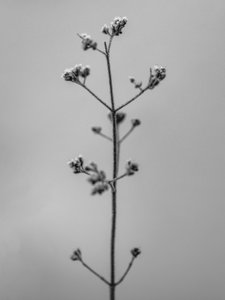 花の中で4、2021年（白黒写真）