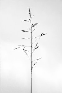 花の中で 51、2021 (白黒写真) 作： Teis Albers