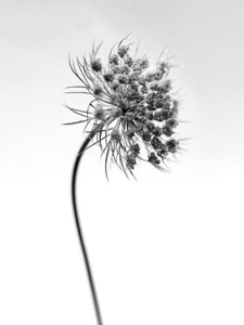 花の中で 52、2021（白黒写真） 作： Teis Albers