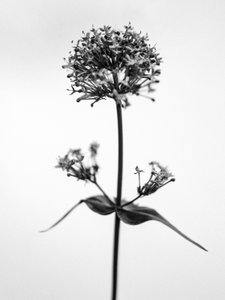 花の中で 53、2021（白黒写真） 作： Teis Albers