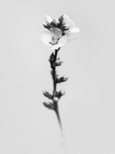 花の中で 55、2021（白黒写真） 作： Teis Albers