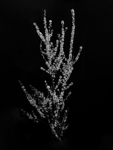 花の中で 56、2021 (白黒写真) 作： Teis Albers