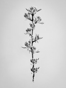 花の中で 59、2021（白黒写真） 作： Teis Albers