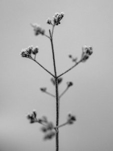 花の中で 2021 年 5 月 (b/w 写真)
