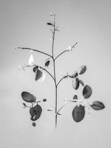 花の中で 60, 2021 (白黒写真) 作： Teis Albers
