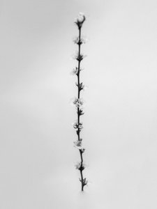 花の中で 61、2021（白黒写真） 作： Teis Albers