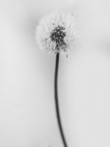 花の中で 62、2021（白黒写真） 作： Teis Albers