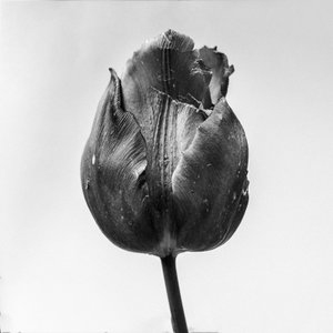 花の中で 64、2021（白黒写真） 作： Teis Albers