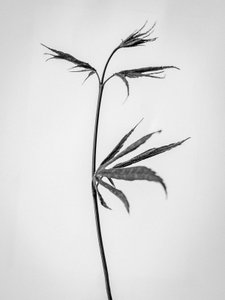 花の中で 65、2021（白黒写真） 作： Teis Albers