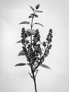 花の中で 66、2021（白黒写真） 作： Teis Albers