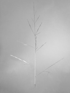 花の中で 69、2021（白黒写真） 作： Teis Albers