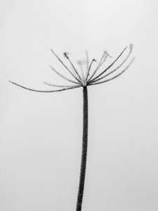 花の中で 2021 年 6 月 (b/w 写真) 作： Teis Albers