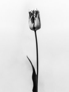 花の中で70、2021年（白黒写真）