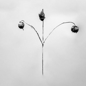 花の中で75、2021（白黒写真） 作： Teis Albers