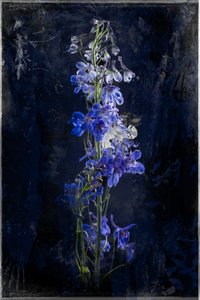 グローミング、2018年（写真） 作： Teis Albers