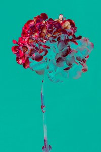 あじさい、2018年（写真） 作： Teis Albers