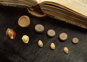 アユタヤ時代のカウリーシェルマネーとテラコッタコイン（シェル＆テラコッタ）