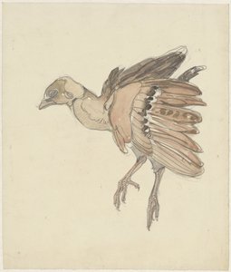 死んだ鳥（ヤマウズラ？） 作： Theo van Hoytema