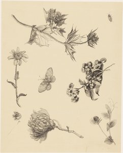 花と葉 作： Theo van Hoytema