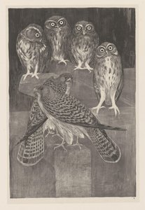 4匹のコキンメフクロウとチョウゲンボウ2匹 Animal Studies (元のシリーズのタイトル) 作： Theo van Hoytema