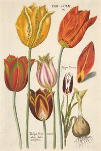 チューリップ。厳選された新しいものから、それはさまざまな花や植物、Pub。 1612（手描きの彫刻）