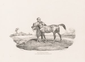 実物や石をモデルにしたさまざまな題材：アラビア馬 作： Theodore Gericault