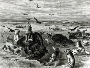 平野のバッファローの虐殺、ハーパーズウィークリー1872年から