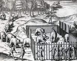テオドール・デ・ブライ（1528-1598）によるペグ王国（現在のミャンマー）での象狩り、彫刻 作： Theodore de Bry