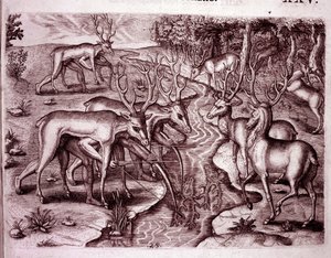 鹿の皮を使って他の鹿を狩るインディアン（Engraving 作： Theodore de Bry