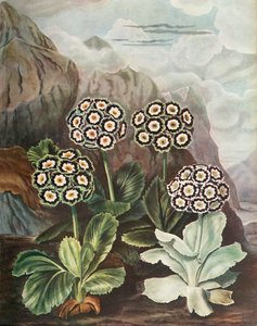 ハンドル、c1802-1821、1948。 作： Thomas Baxter
