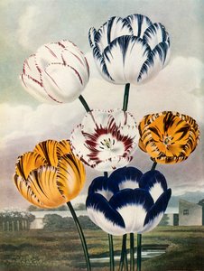 チューリップ、c1802-1821、1948。