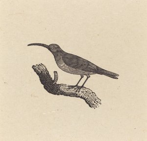 鳥 作： Thomas Bewick
