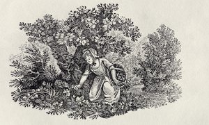 「イギリスの鳥と四足動物の歴史」から花を集める少女