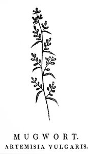 アルテミシア属の芳香植物であるヨモギの小枝を描いた木版画。 Thomas Bewick (1753-1828) による木版画、英国の彫刻家で自然史の著者 作： Thomas Bewick