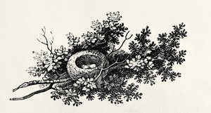 鳥の巣、「英国の鳥の歴史」第1巻、パブ。 1797（木の彫刻） 作： Thomas Bewick