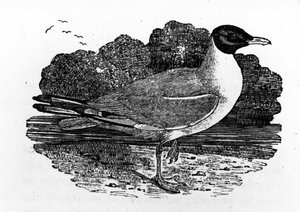 黒頭のカモメ、トーマス・ビーウィックによる「英国の鳥の歴史」のイラスト、1797年に初公開