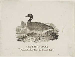 ブレント グース 作： Thomas Bewick