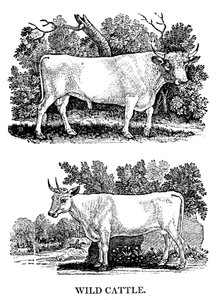 ブリティッシュワイルドまたはパーク牛、1790 作： Thomas Bewick