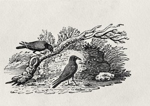 「イギリスの鳥の歴史」第1巻、パブのカラス（Corvus corone corone）。 1797（木の彫刻）