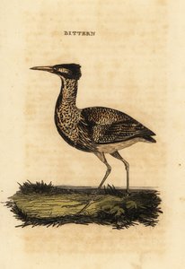 ユーラシアのにがりまたは偉大なにがり、Botaurus stellaris 作： Thomas Bewick