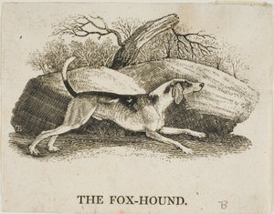フォックスハウンド 作： Thomas Bewick