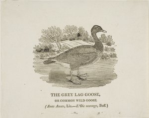グレイ・ラグ・グース 作： Thomas Bewick