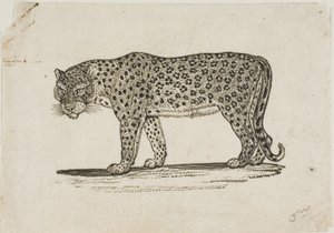 ヒョウ 作： Thomas Bewick