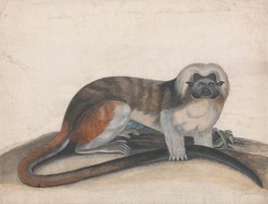 "The Pinche or Red Tailed Monkey" (以前の Cottenhead Marmoset) の研究 作： Thomas Bewick