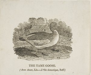 テーム・グース 作： Thomas Bewick