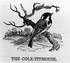コール・ティトマウス、トーマス・ビーウィックによる「英国の鳥の歴史」のイラスト、1797年に初版 作： Thomas Bewick