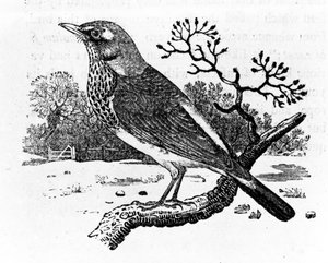 フィールドファーレ、トーマス・ビーウィックによる「英国の鳥の歴史」のイラスト、1797年に初版（木版）